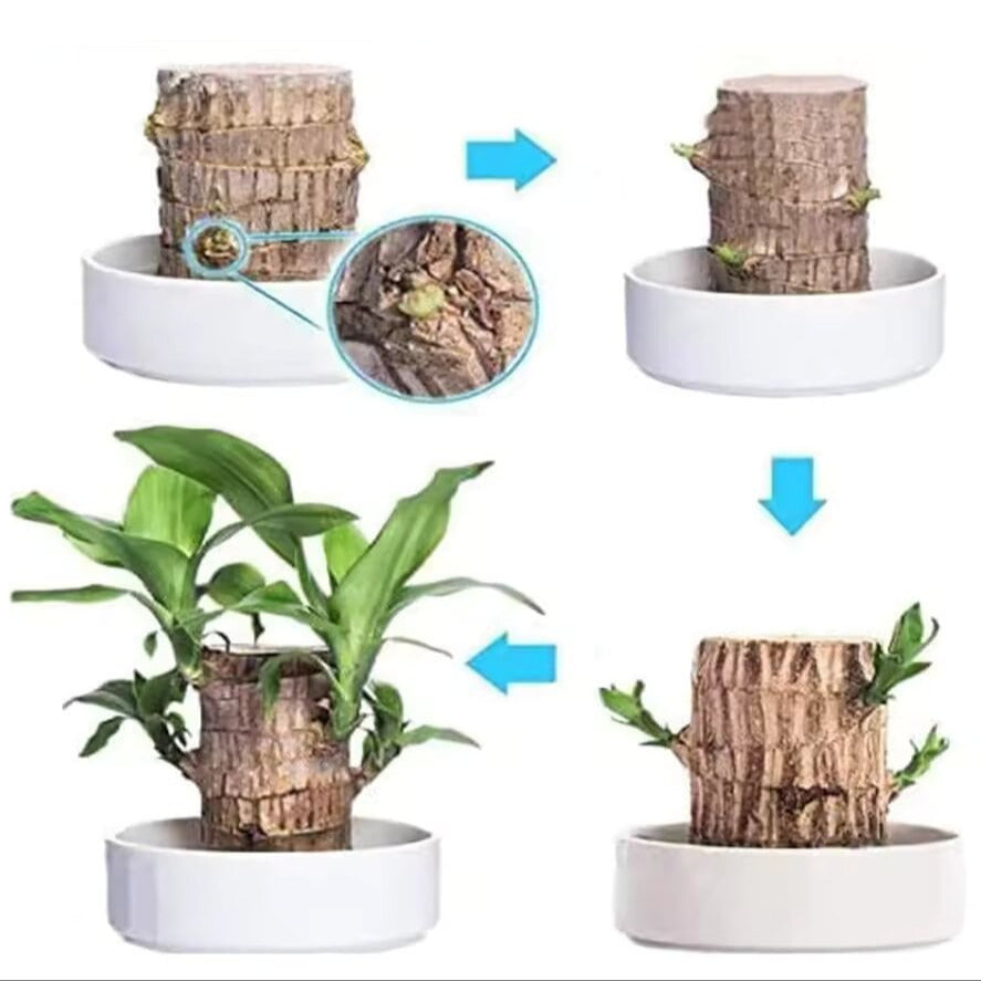 Lucky Brazilian Wood Plant