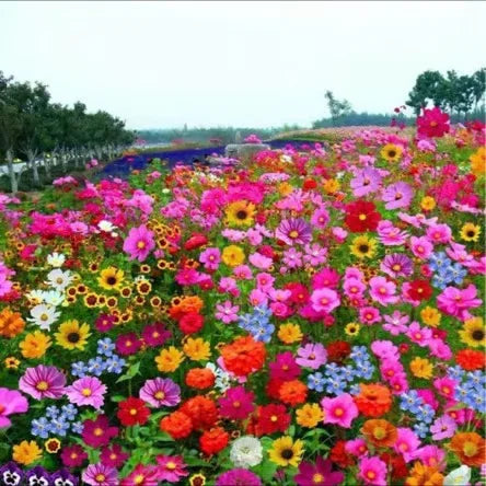 Mixed Flowers Seeds